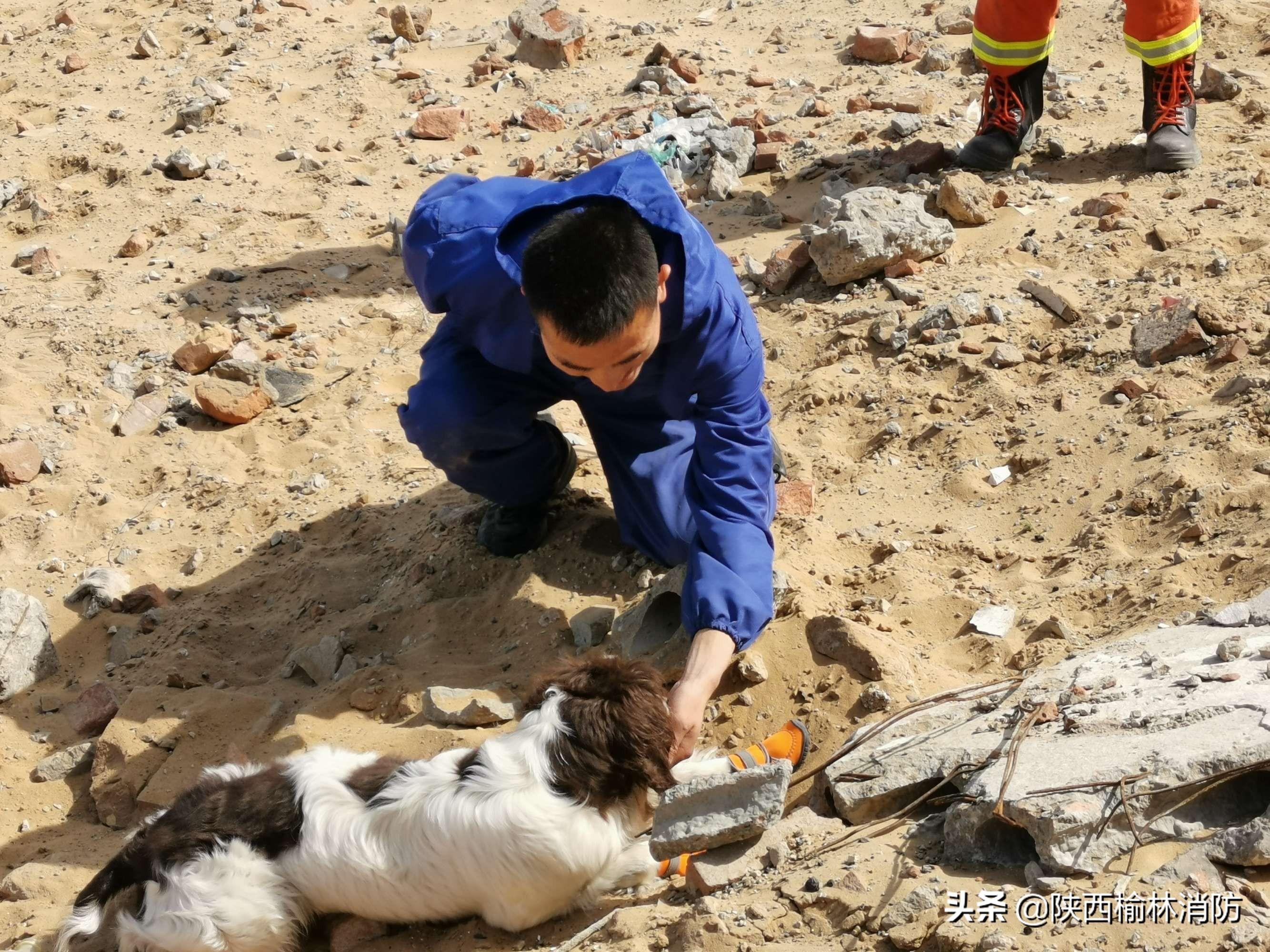 精选已训练科目犬，携手共度美好时光