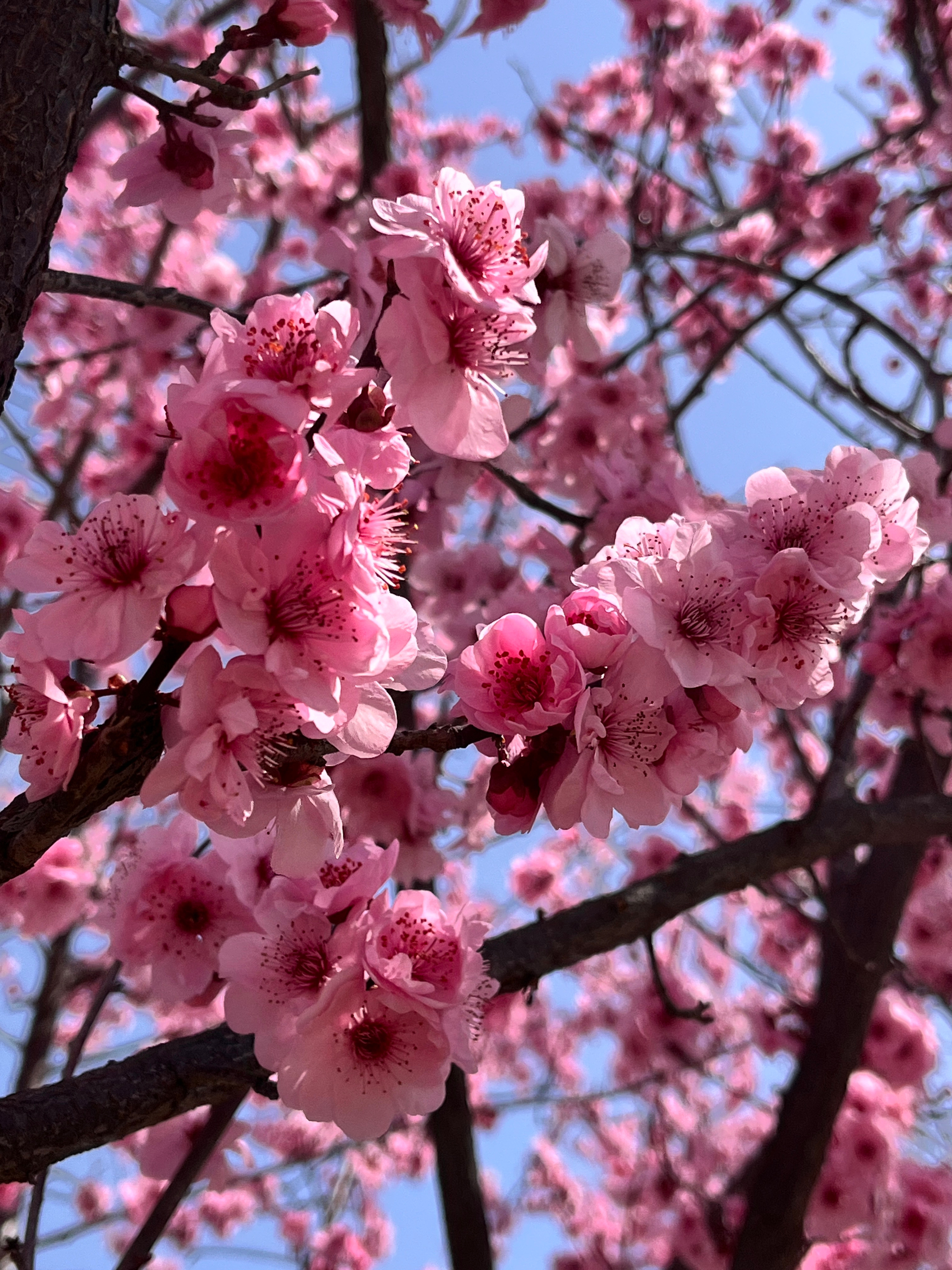 春暖花开时，性与生活的和谐交织