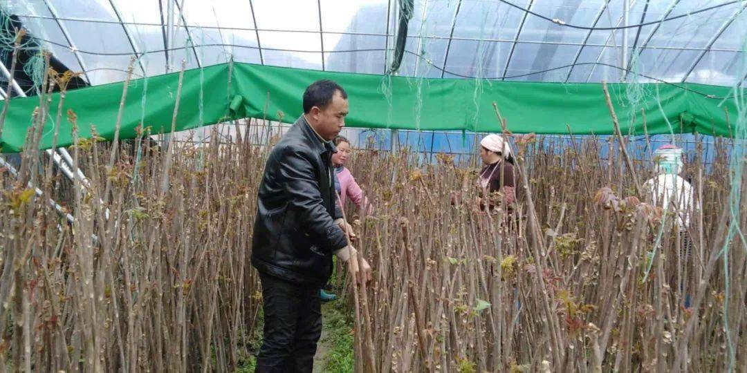 春芽村新面貌揭秘，古老村落的崭新新闻报道