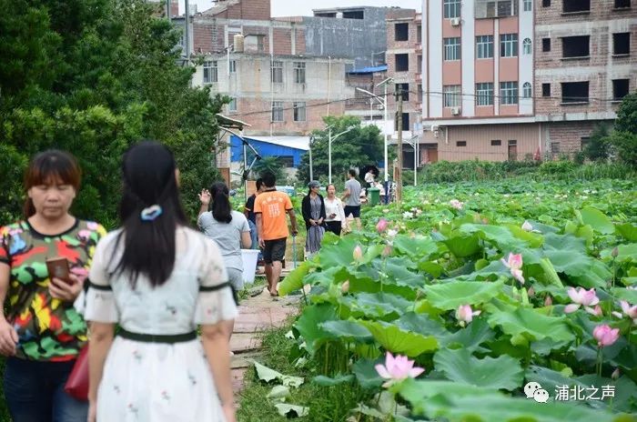 乐民镇新星项目，引领地区发展的强大引擎